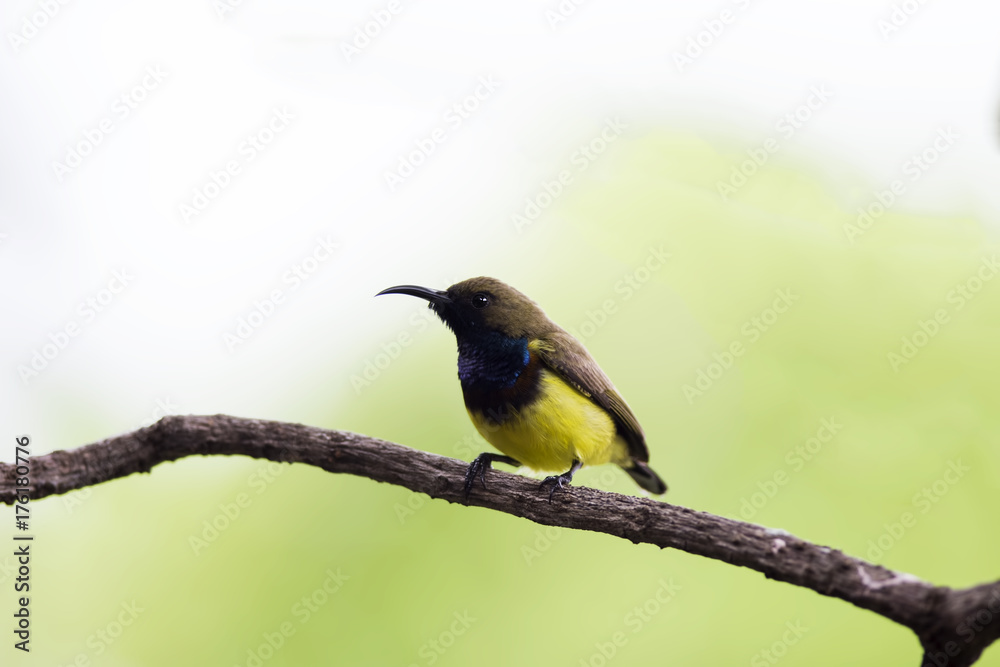 Fototapeta premium Olive-backed Sunbird on branch in park 