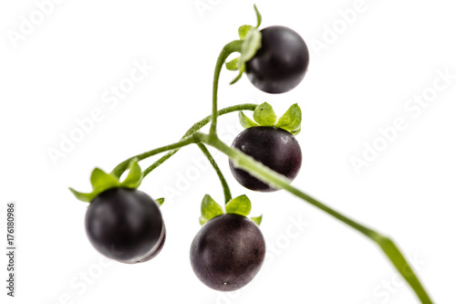 Berry of black nightshade, lat. Solanum nígrum, poisonous plant, isolated on white background