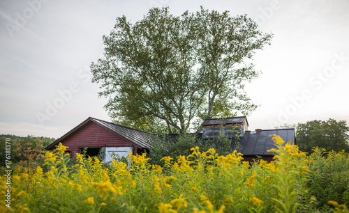 The sugarhouse field grows over in summer