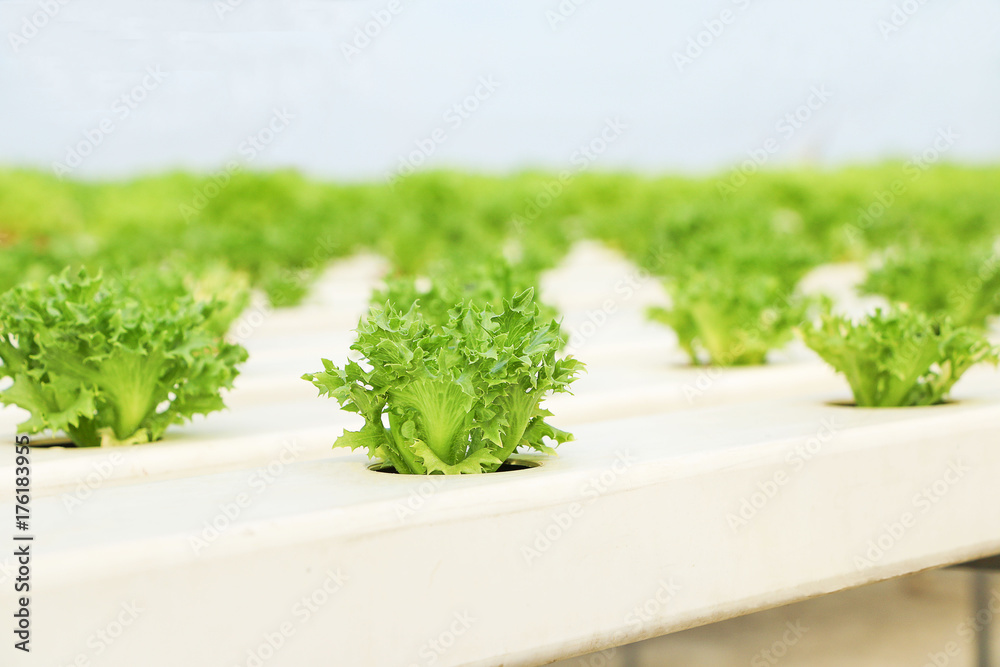 Fototapeta premium Filey Iceberg lettuce Hydroponic vegetables plantation 