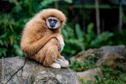 Valokuva Brown gibbon sitting on the rock