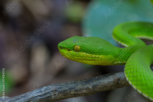 Close up Yellow-lipped Green Pit Viper snake