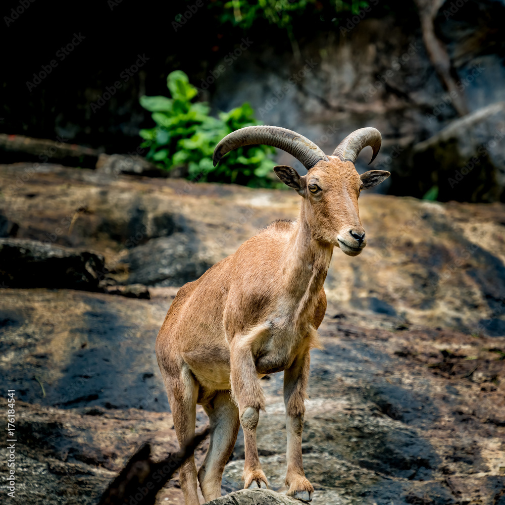 Mountain sheep