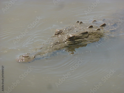 River Crocodiles in Costa Rica