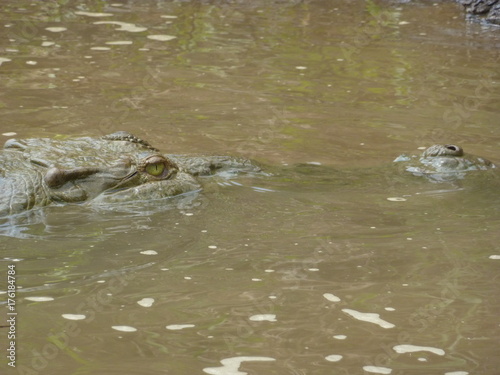 River Crocodiles in Costa Rica