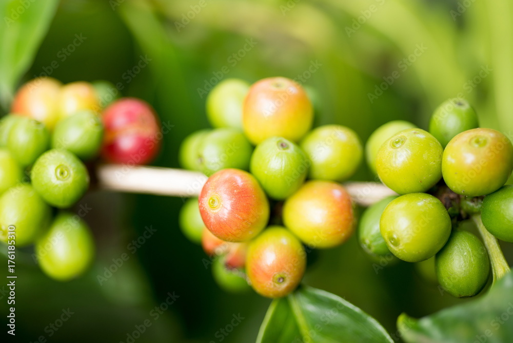 Organic red green coffee cherries beans Organic red green coffee cherries beans