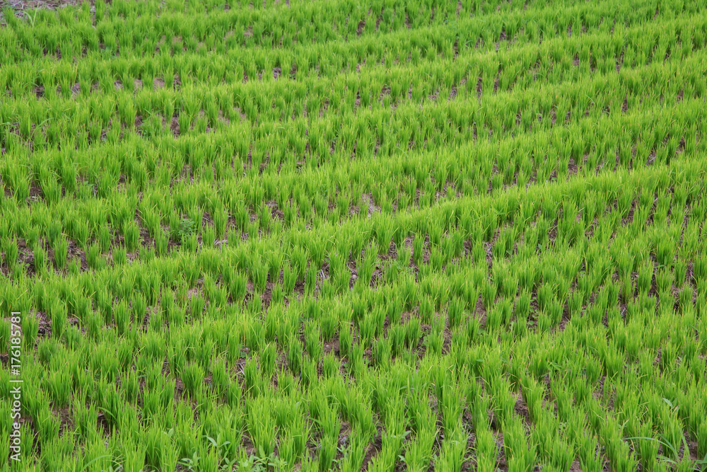 Rice Seedling Texture
