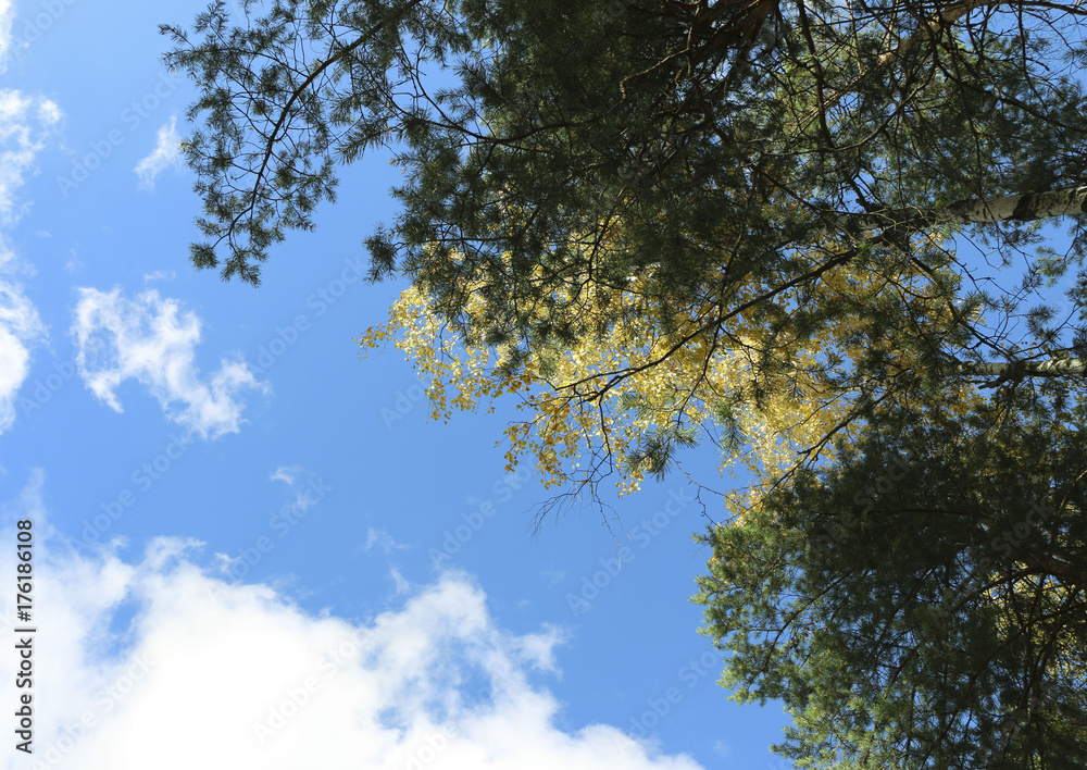 Obraz premium autumnal background - trees with yellow leaves against the sky