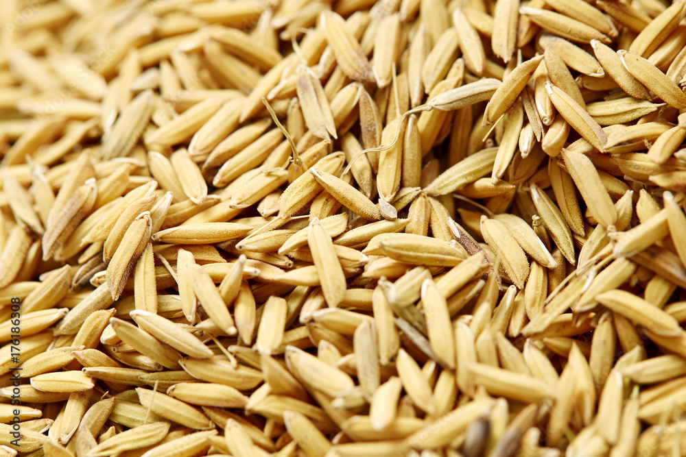 Rice seed background & Texture Rice seed background & Texture
