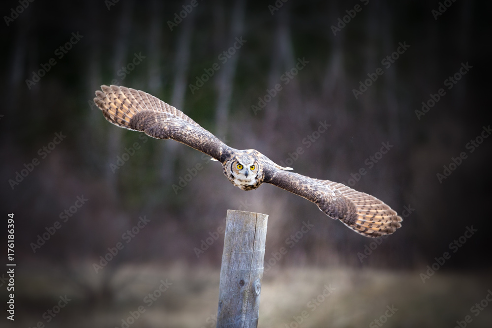 Obraz premium Grey horned owl
