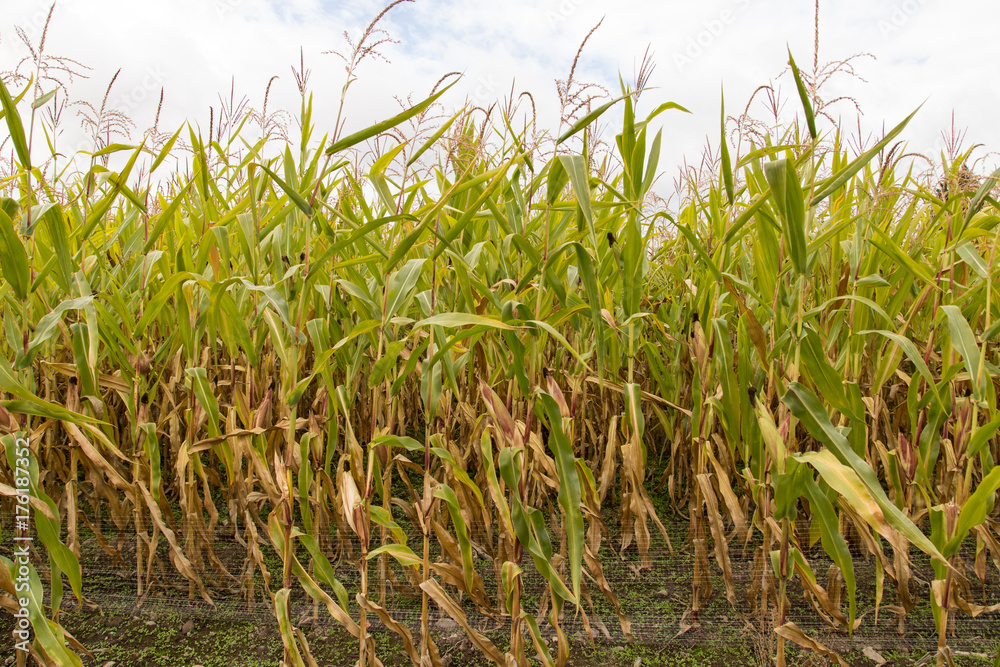 Obraz premium Corn stalks in the afternoon light