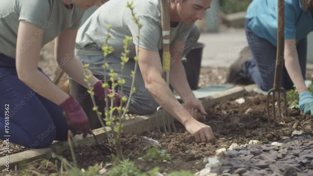  Volunteer team working in community allotment digging soil & planting
