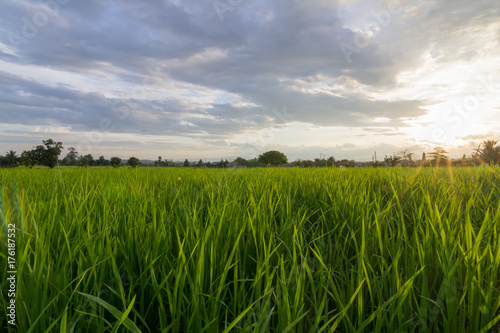 Rice field, Northern of Thailand