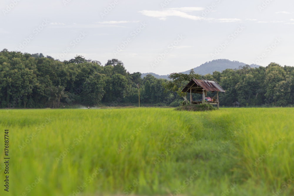 The small hut on the rice field The small hut on the rice field