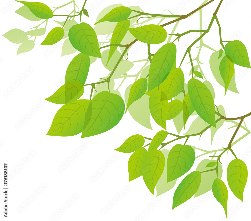 新緑の葉っぱのイメージイラスト Stock Vector Adobe Stock