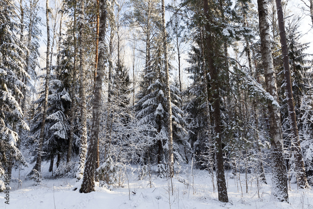 Trees in winter Trees in winter