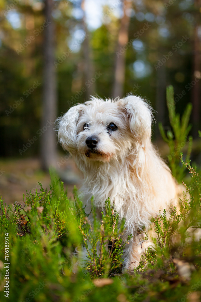 White cute old mixed breed dog in forest White cute old mixed breed dog in forest