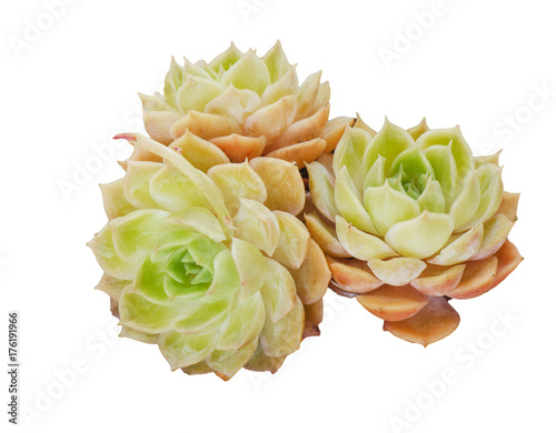 Bright Colorful Flowering Echeveria Onslow Succulent Plants background photo