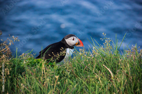 Puffin bird standing on the perch of rocky cliff on a sunny day at Latrabjarg, Iceland, Europe. © Victorflowerfly