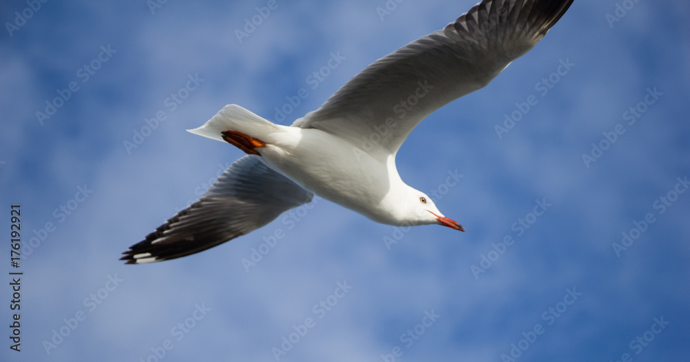 Fototapeta premium Seagull