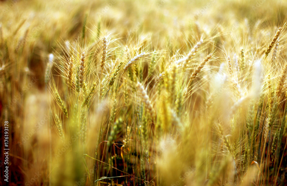 Fototapeta premium rice plant