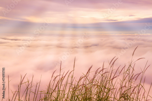 grass flower with blue sky and sea mist sunrise background