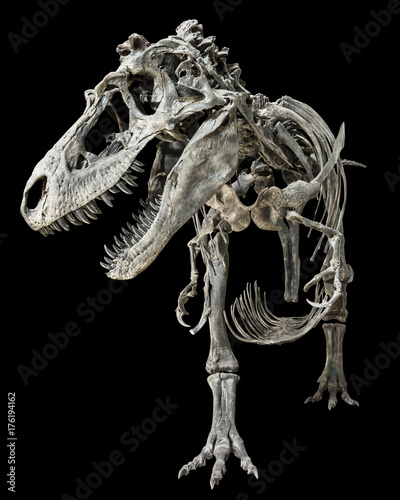 Tyrannosaurus Rex skeleton on isolated background