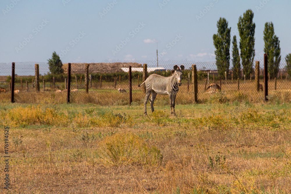 Naklejka premium Plains zebra (Equus quagga)