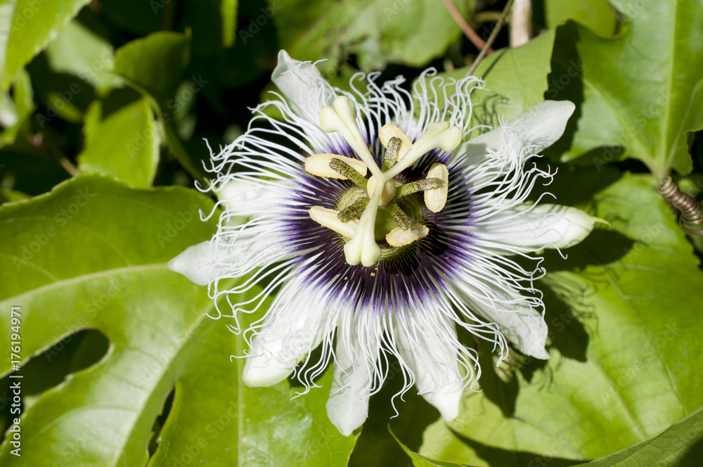 パッションフルーツの花 果物時計草 Stock Photo Adobe Stock