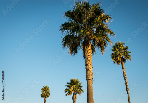 Four Palm trees in California during sunrise