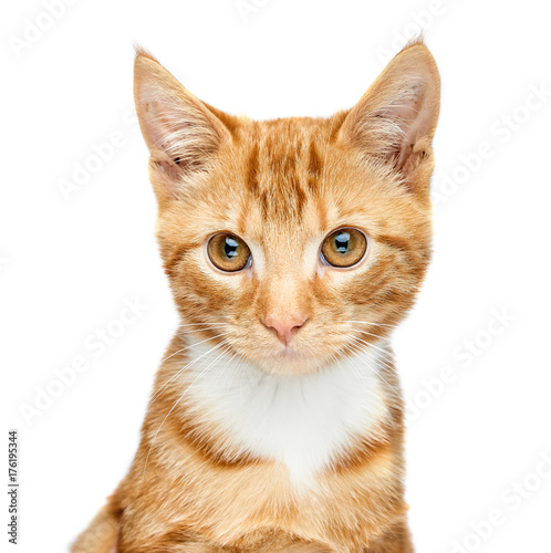 Adorable ginger kitten head shot against a white background