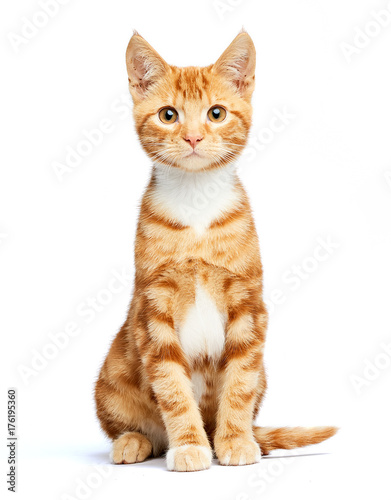 Adorable ginger kitten sitting against a white background looking at the camera