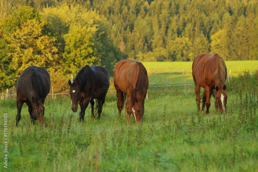 Four horses on autumn pasture