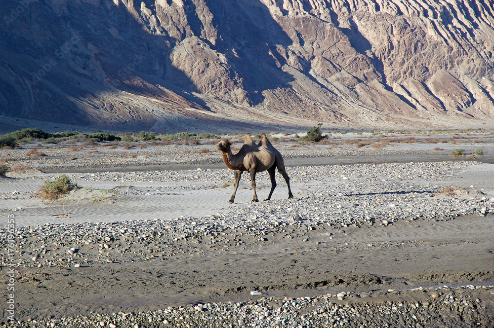 The Bactrian camel (Camelus bactrianus) in Nubra Valley, Ladakh, India The Bactrian camel (Camelus bactrianus) in Nubra Valley, Ladakh, India