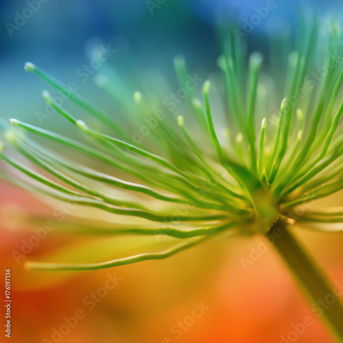 Vibrant Flower