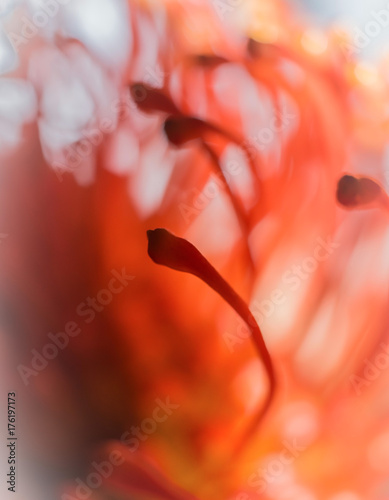 Red Flower with Stamens