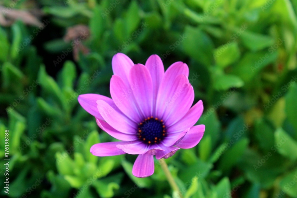 Obraz premium Lilafarbene mediterane Sommerblume