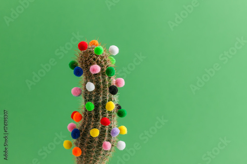 Christmas cactus