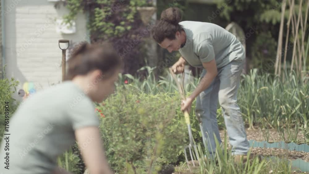 Volunteer team working in community allotment digging soil & planting Volunteer team working in community allotment digging soil & planting