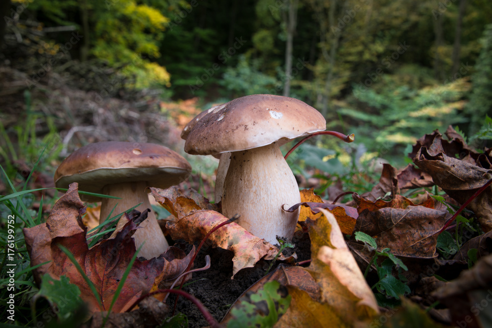 Steinpilze im Wald Steinpilze im Wald