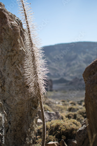 plants with mountains in the background