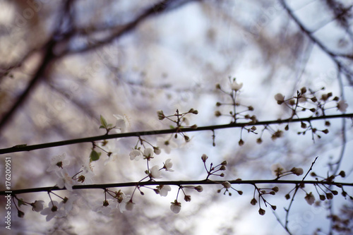 blooming cherry flowers branch