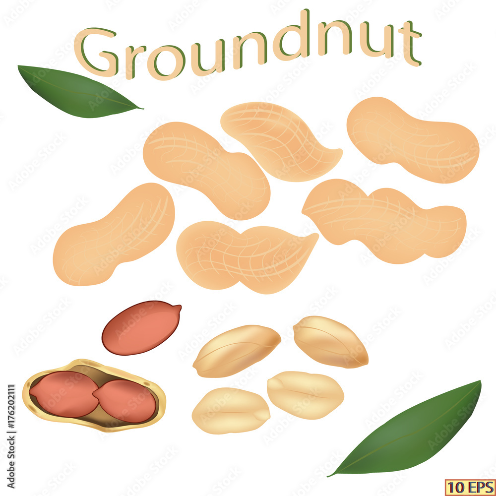 Peanuts in the shell. Shelled nuts. Groundnuts isolated on white background. Icon of peanuts. Vector illustration. Peanuts in the shell. Shelled nuts. Groundnuts isolated on white background. Icon of peanuts. Vector illustration.