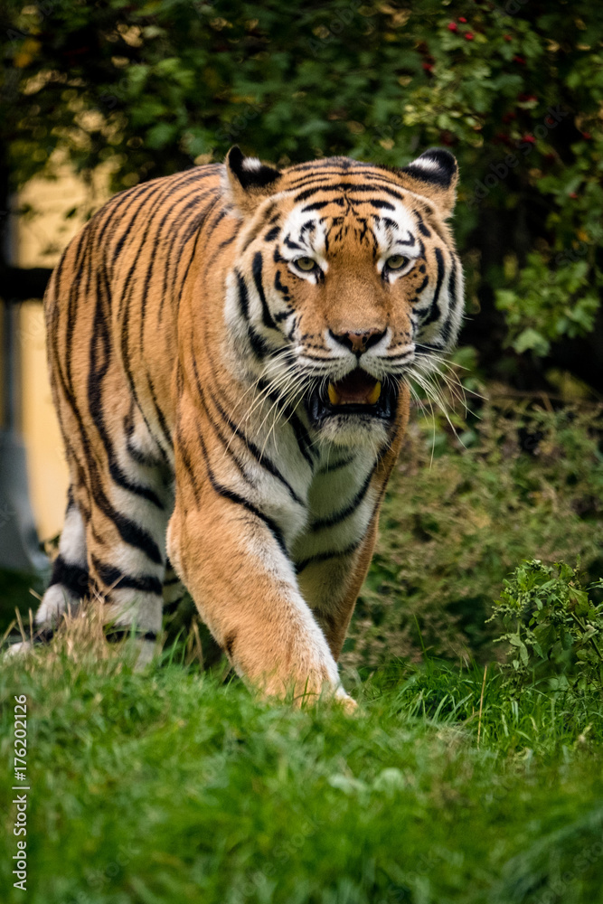 Tiger läuft auf die Kamera zu