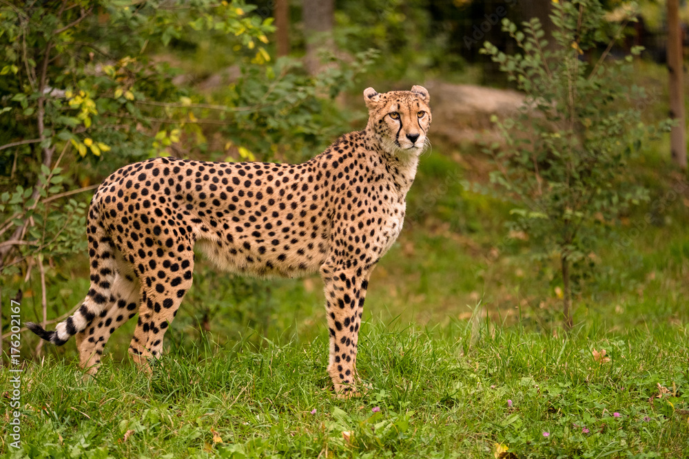 Fototapeta premium Gepard steht in der Wiese