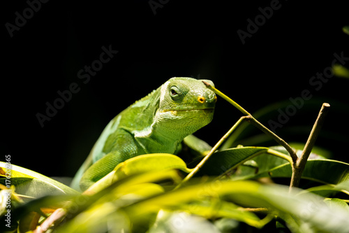 Gebänderter Fidschi-Leguan (Brachylophus fasciatus)