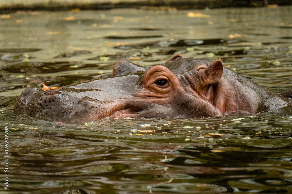 Flusspferd unter Wasser