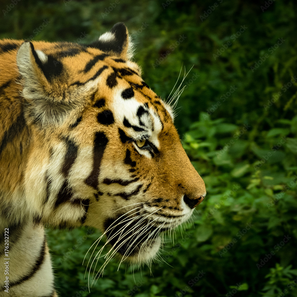 Obraz premium Seitenansicht eines Tigers