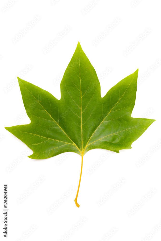 Fototapeta premium Green leaf