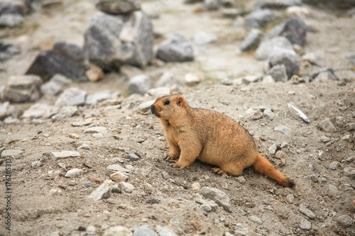 Marmot in Leh Ladakh area , India © Wit.Siri